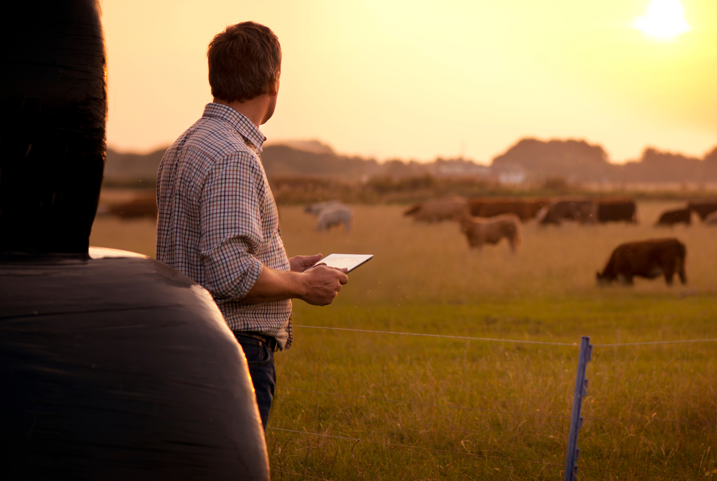 farmer checking his cattle