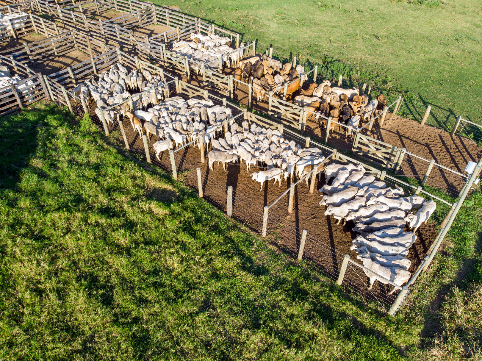 Livestock in confinement, oxen, cows, sunny day.